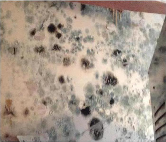 Mold in Home